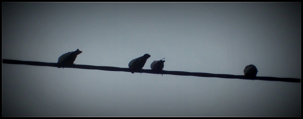 birds on a wire by cruiser