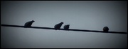15th Jul 2014 - birds on a wire