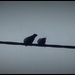 birds on a wire by cruiser