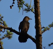 15th Jul 2014 - Gray Catbird in the bog