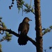 Gray Catbird in the bog by annepann