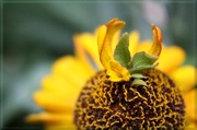 15th Jul 2014 - Helenium Wearing A  Corsage