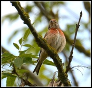 15th Jul 2014 - Is this a redpoll?