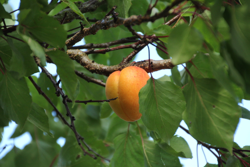 Picking apricots! by busylady