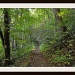 The Appalachian Trail by stownsend