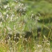 Grasses by roachling