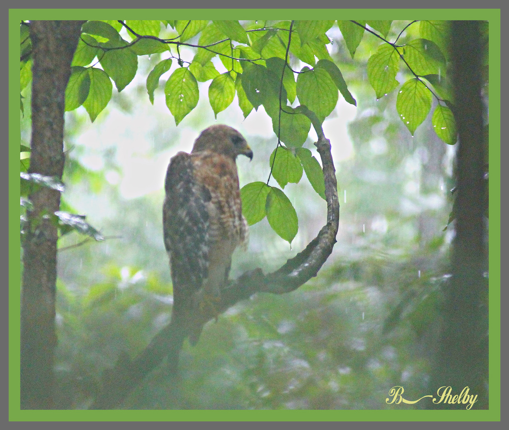 Hawk in the mist. by vernabeth
