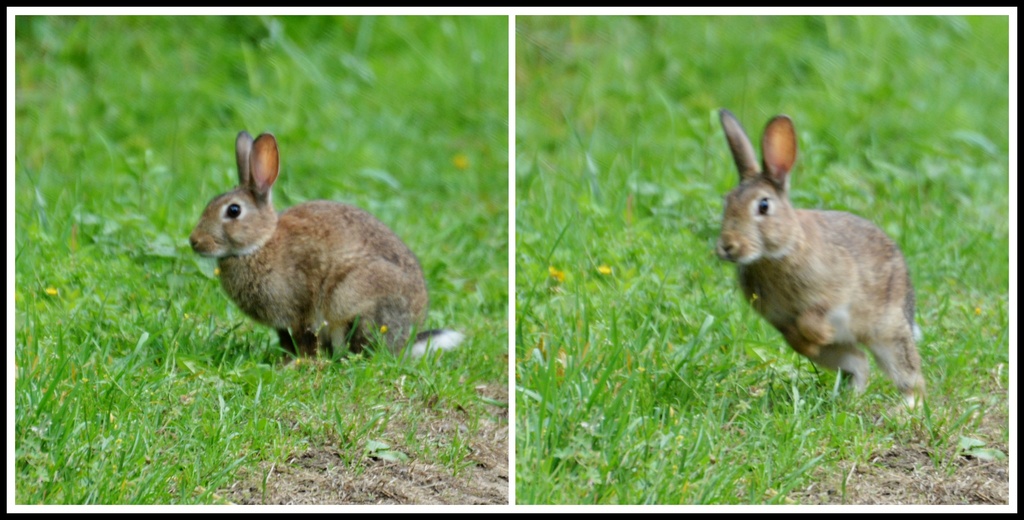 Run rabbit, run rabbit, run, run, run by rosiekind