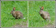 15th Jul 2014 - Run rabbit, run rabbit, run, run, run