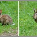 Run rabbit, run rabbit, run, run, run by rosiekind