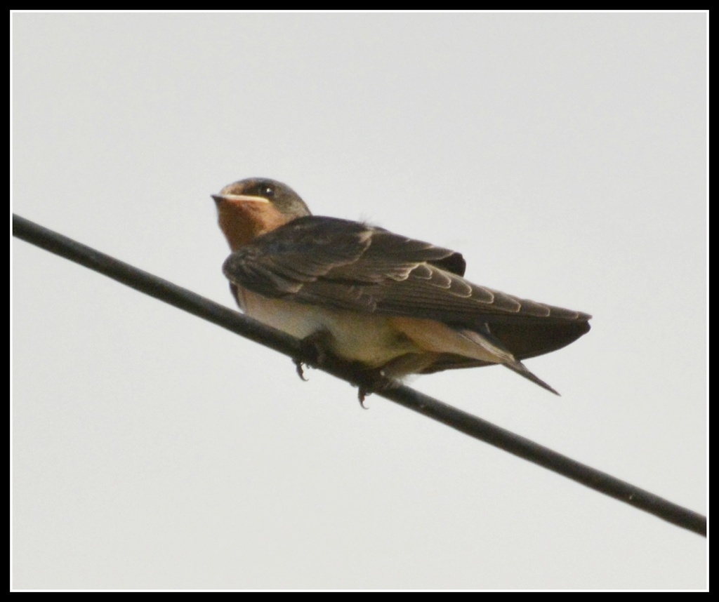 Young swallow by rosiekind