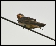 15th Jul 2014 - Young swallow