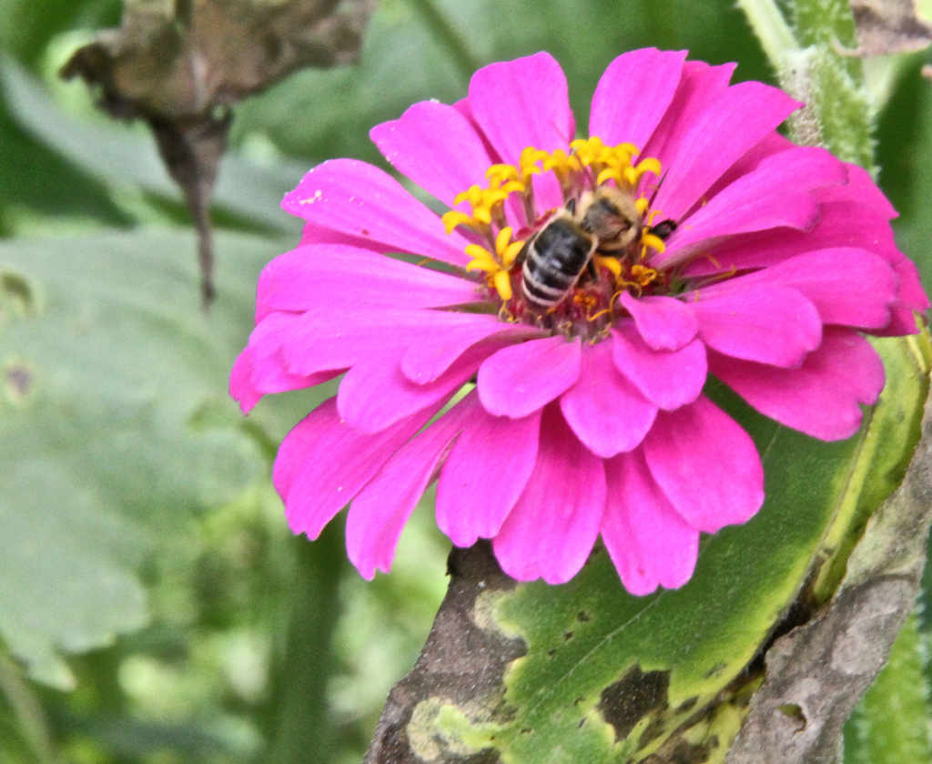 Zinnia with bee by randystreat