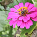 Zinnia with bee by randystreat