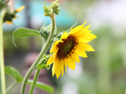 15th Jul 2014 - today's sunflower 