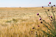 7th Jul 2014 - Idaho Wheat Field