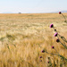 Idaho Wheat Field by whiteswan