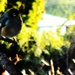 Bird on a branch by maggiemae