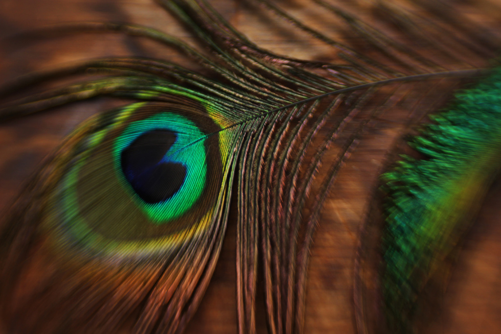 Lensbaby Peacock by mzzhope