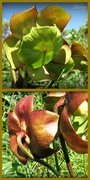 14th Jul 2014 - flower of the pitcher plant