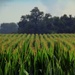 Corn Rows by digitalrn