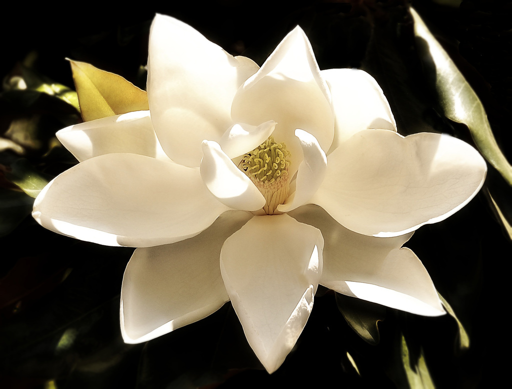 Magnolia  by joysfocus