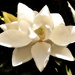 Magnolia  by joysfocus