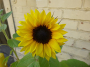 15th Jul 2014 - Bakery Sunflower