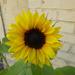 Bakery Sunflower by stephomy
