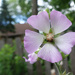 Five Petal Flower by rminer