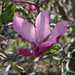 Magnolia by hellie