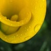 Rain drops on yellow by loweygrace