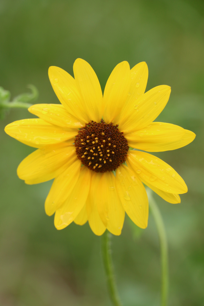Sunflower by ingrid01