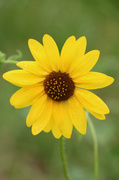 15th Jul 2014 - Sunflower