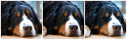 15th Jul 2014 - Bernese Mountain Dog in Action