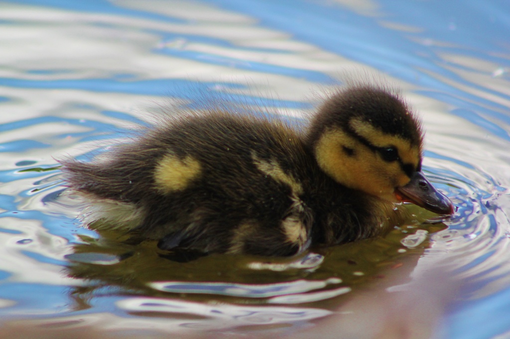 Just ducky! by edorreandresen