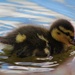 Just ducky! by edorreandresen