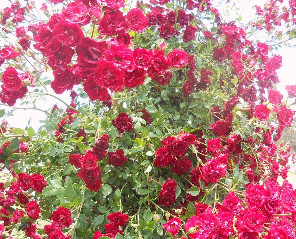 A Tangle of Red Roses. by happysnaps