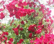 16th Jul 2014 - A Tangle of Red Roses.