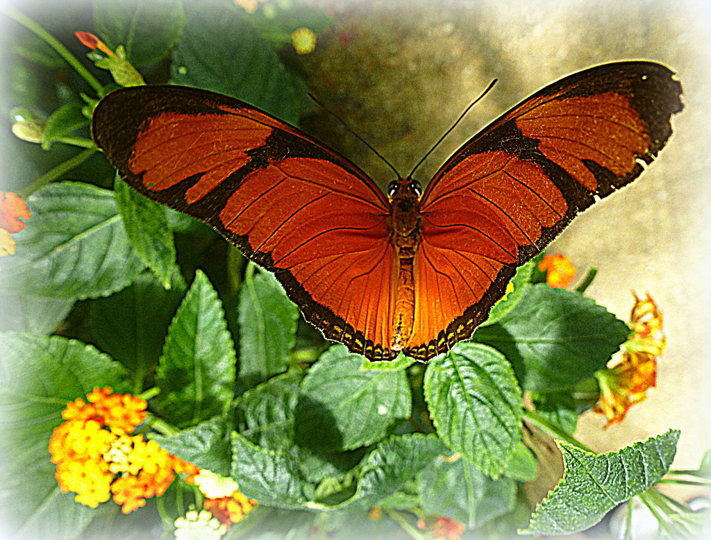 butterfly in orange by quietpurplehaze