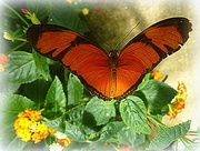 16th Jul 2014 - butterfly in orange