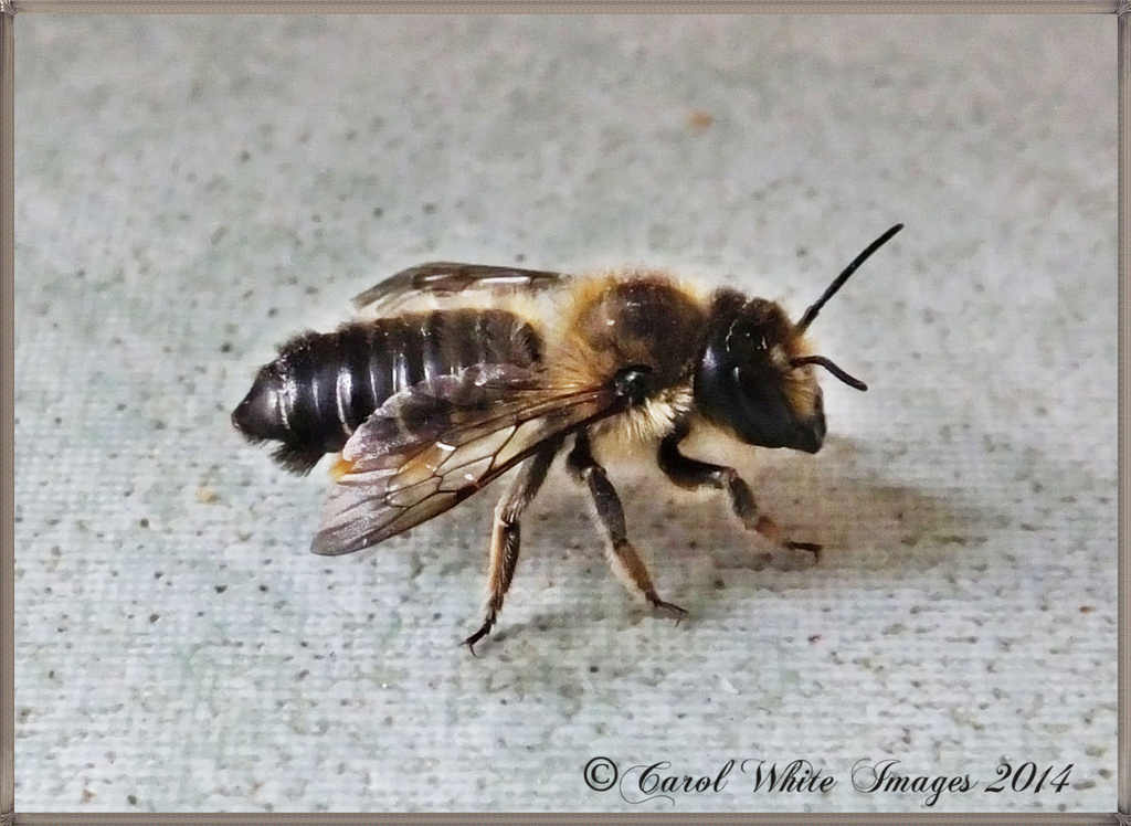 Sleepy Bee by carolmw
