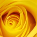 Yellow Rose by philhendry