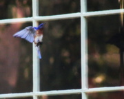 3rd Jul 2014 - Bluebird Attacks!