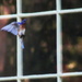 Bluebird Attacks! by tara11