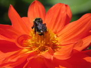 18th Jul 2014 - 075 Bumble Bee