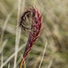 Just simple grass by gosia