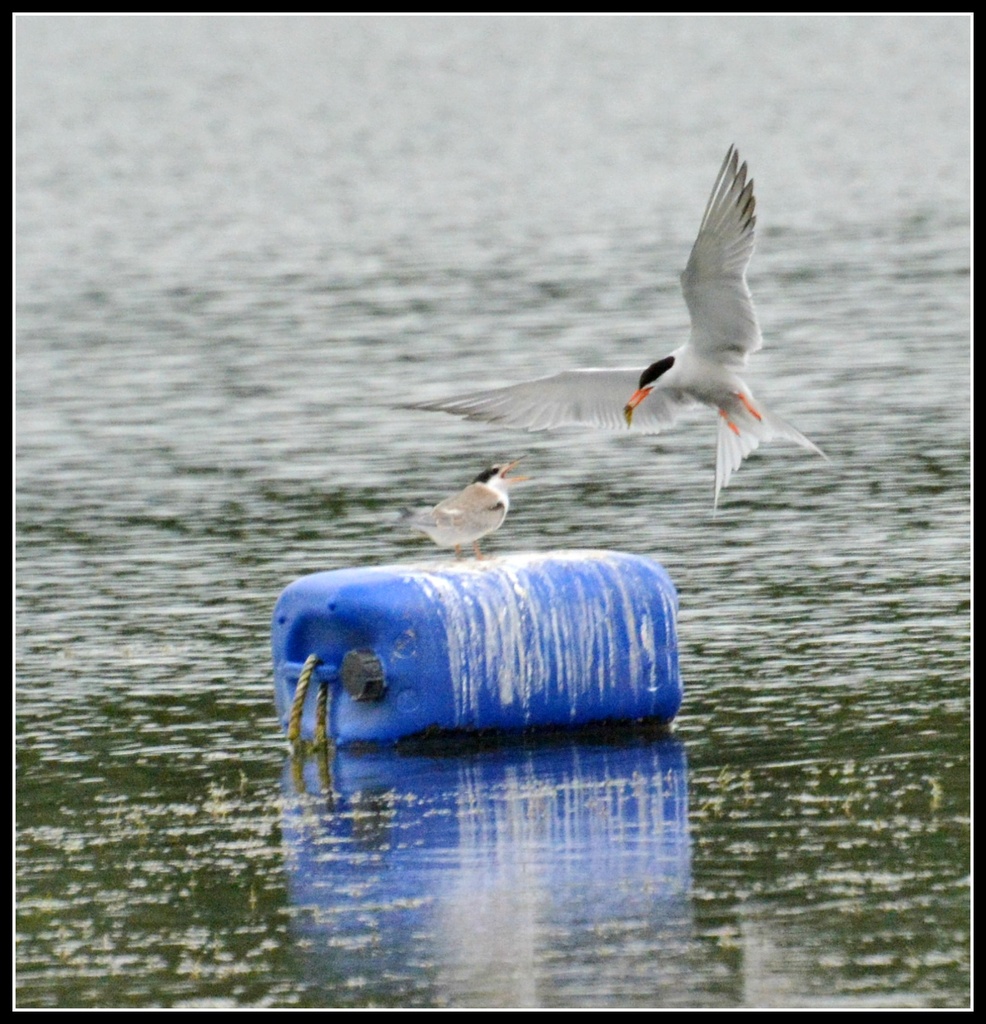 Feeding the young tern by rosiekind