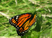 16th Jul 2014 - Butterfly Monarch