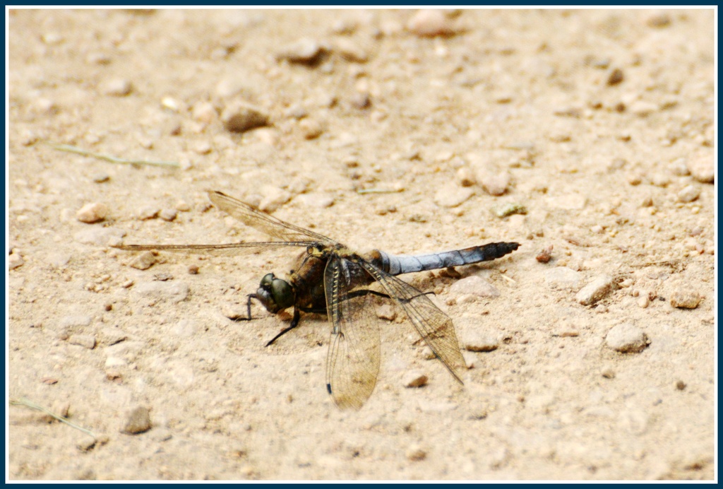 Dragonfly by rosiekind